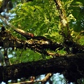 Collared toucan - Pteroglossus torquatus on branch 