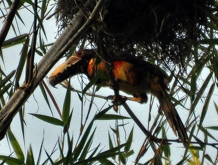 Collared toucan - Pteroglossus torquatus 