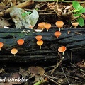 Cookeina sulcipes Mariquita