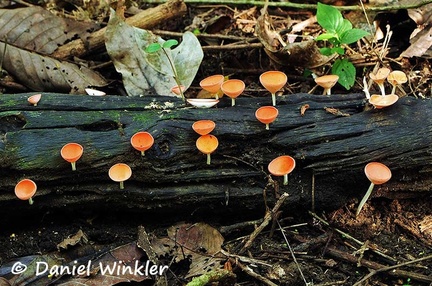 Cookeina sulcipes Mariquita