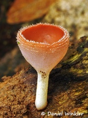 Cookeina sulcipes RioClaro 