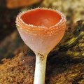 Cookeina sulcipes RioClaro 