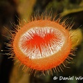 Cookeina tricholoma RioClaro 
