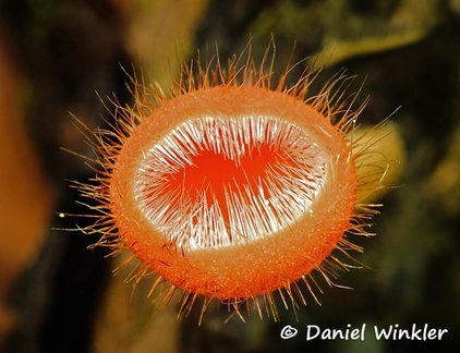 Cookeina tricholoma RioClaro 