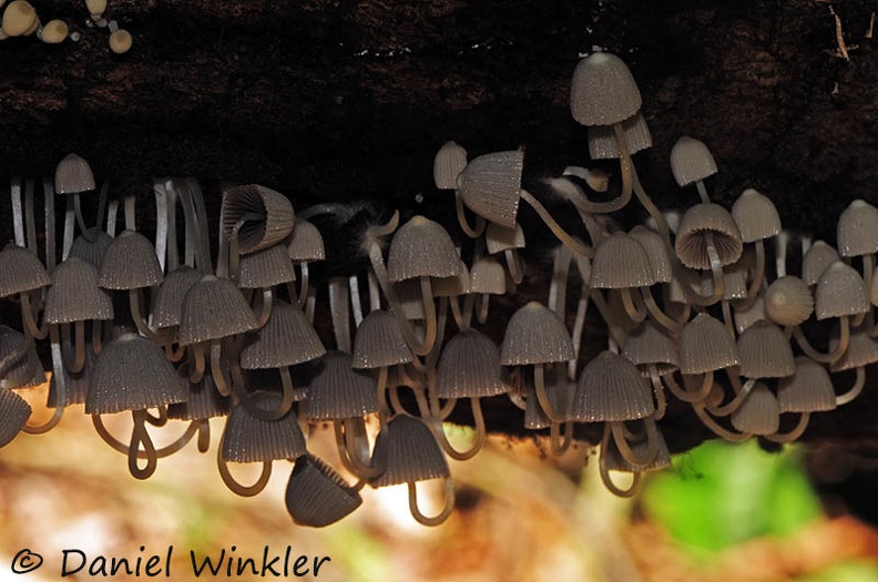 Coprinellus disseminatus gray RioClaro DW Ms.jpg