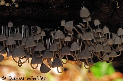 Coprinellus disseminatus gray RioClaro