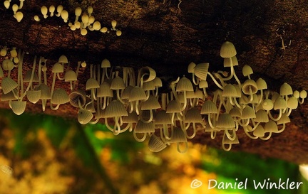 Coprinellus disseminatus RioClaro 