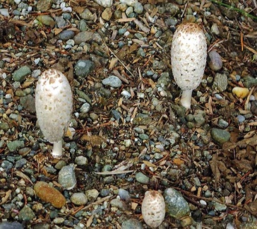 Coprinus comatus Medellin 2015