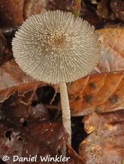 Coprinopsis sp