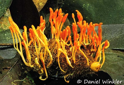 Blackwellomyces pseudomilitaris Rio Claro