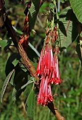 Fuchsia boliviana Q above Bogota 