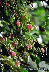 Fuchsia Forest Chicaque