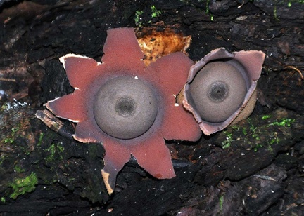 Geastrum Mariquita