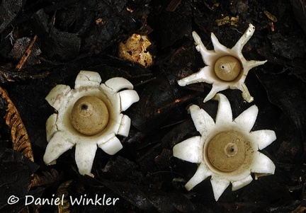 Geastrum spp Chicaque 