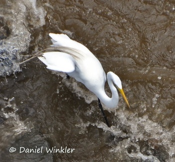 Great egret Ardea alba in Honda