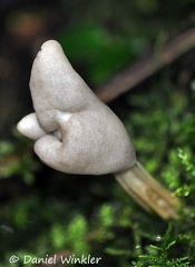 Helvella elastica Chicaque