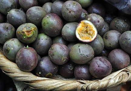 Gulupa Passiflora edulis 