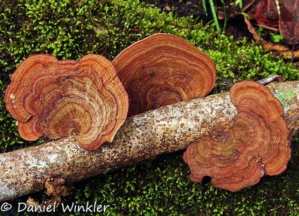 Hexagonia papyracea caps