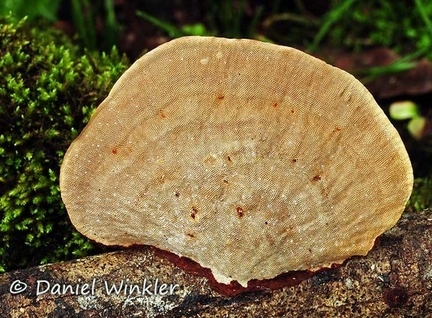 Hexagonia papyracea 