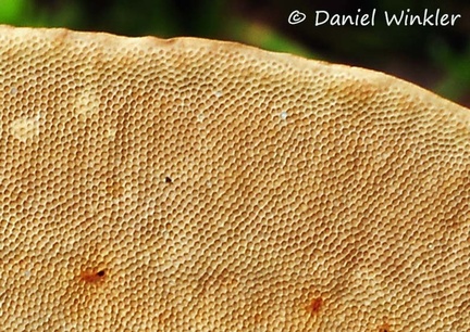 Hexagonia papyracea pores