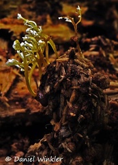 Isaria tenuipes Rio Claro 