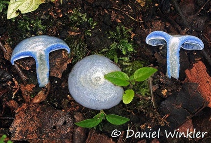 Lactarius indigo disp Chicaque 