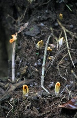 Laternea dringii patch in Rio Claro