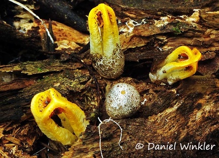 Laternea dringii 3 Rio Claro 