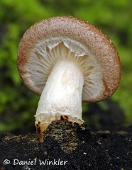 Lentinula aciculospora Chicaque