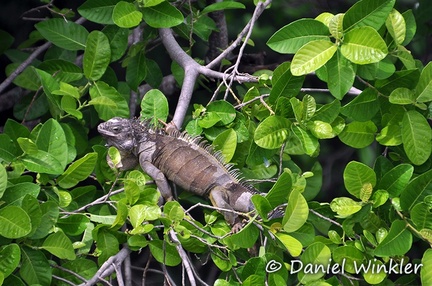 Iquana = Leguan in Mariquita