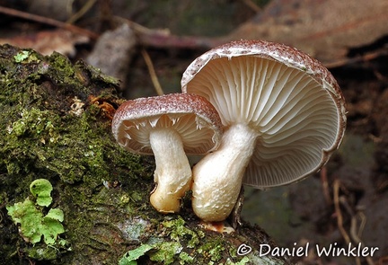 Lentinula aciculospora pair