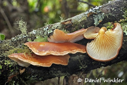 Lentinula aciculospora 