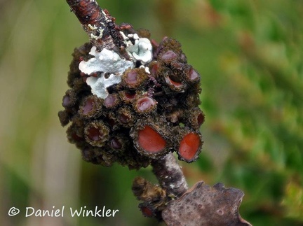 Leptogium Lichen Paramo