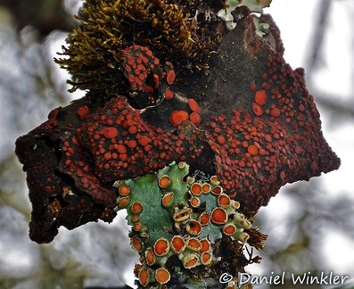 Leptogium Lobariella lichen