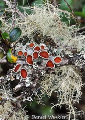 Lobariella Usnea Paramo Lichens