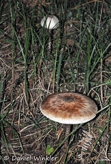 Macrolepiota colombiana Medellin 