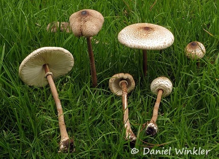 Macrolepiota colombiana Zipaquira