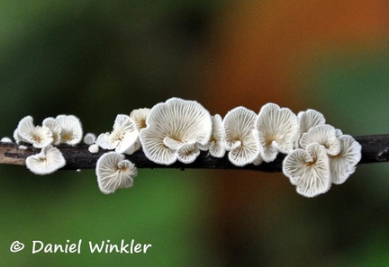 Marasmiellus sp Rio Claro