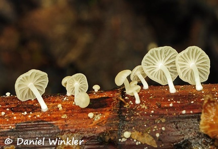 Marasmiellus sp RioClaro 