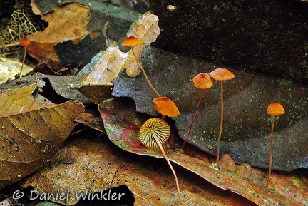 Marasmius Rio Claro 