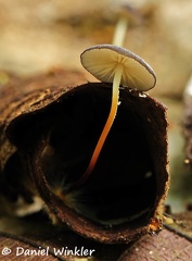 Marasmius sp RioClaro