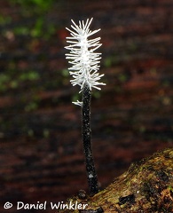 Xylaria anamorph bottlebrush RioClaro 