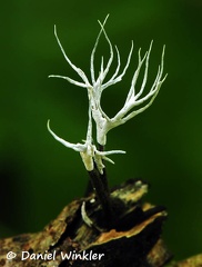 Xylaria tentaculata