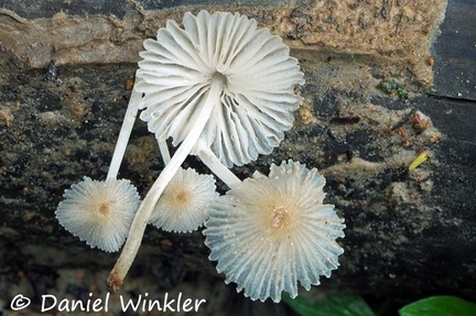 Agaric pleated