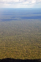 Amazonian forest expanse 