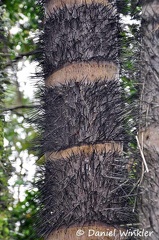 Bactris gasipaes