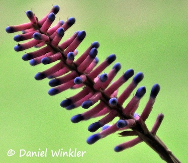 Bromeliad flower