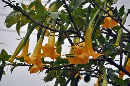 Brugmansia Angels trumpets flowers Valle de Cocora