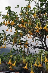 Brugmansia Angels trumpets Valle de Cocora