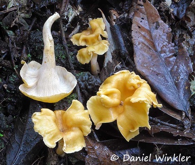 Cantharellus lateritius 